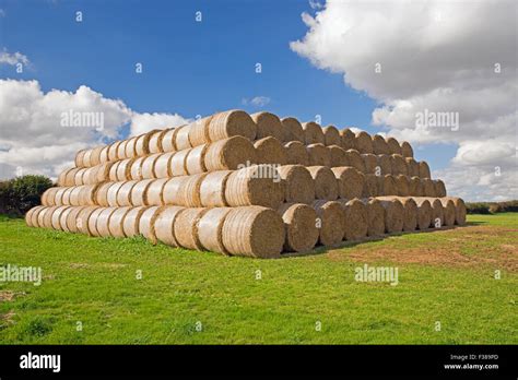 Stacked Round Hay Bales Uk Stock Photo Alamy