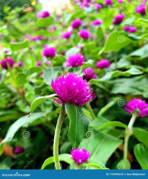 Purple Button Flowers in the Garden Stock Image - Image of floral ...