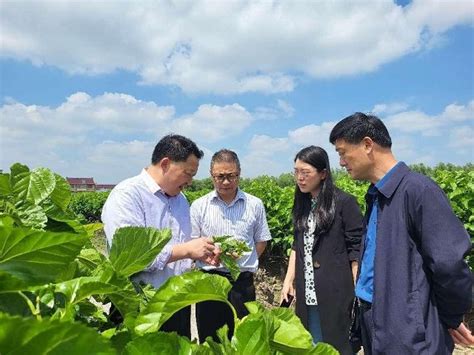 江苏省农业农村厅 蚕桑生产 国家蚕桑体系岗位科学家刘吉平教授等专家来苏调研指导蚕桑产业