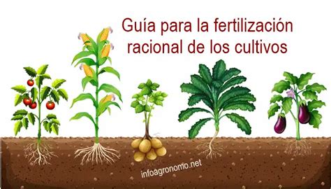 Gu A Practica Para La Fertilizaci N Racional De Los Cultivos Infoagronomo