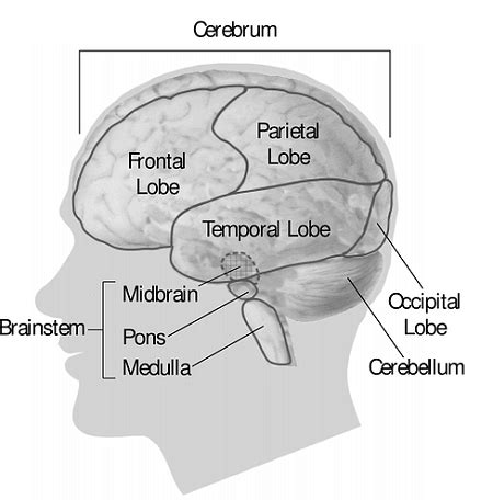 The Medulla Oblongata and Pons | Location & Function - Video & Lesson ...