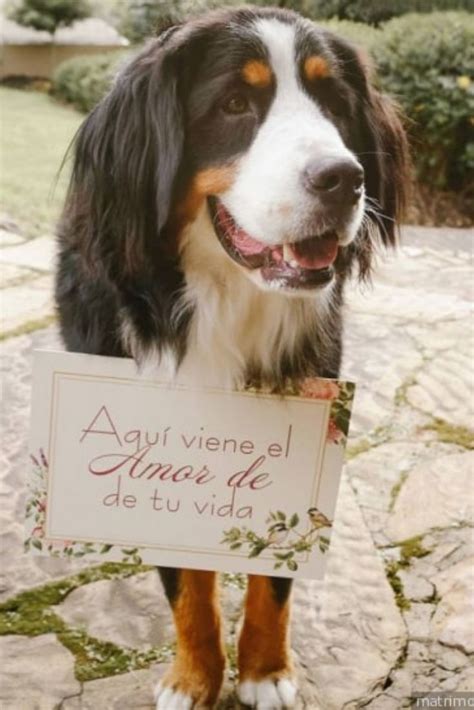 Protocolo Para Mascotas En El Matrimonio Perros Para Boda