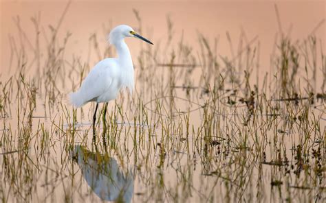 4K, Egretta thula, Snowy egret, Water, Birds, Heron, White, HD