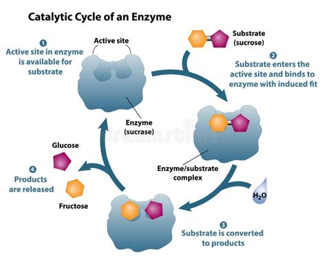 Catalytic Cycle Of An Enzyme Stock Vector Illustration Of Molecular Creates 217111439