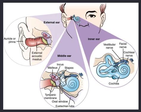 Chapter 8 Diseases Of The Ear And Mastoid Process H60 H95 Flashcards