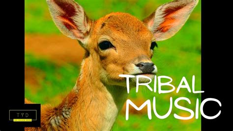 Tribal Music African Drums Vol 34 I Deer You [best African Relaxing