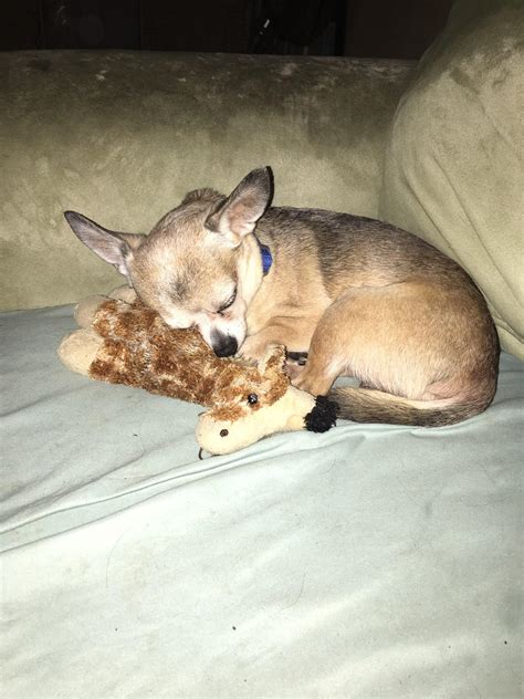Do Chihuahuas Like To Cuddle
