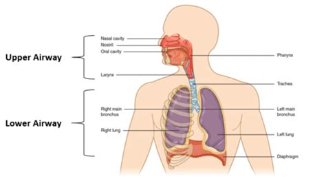 NREMT Airway Flashcards Quizlet