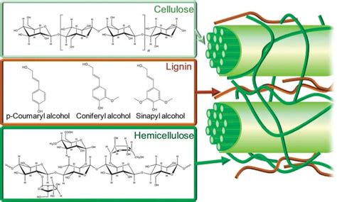 3 Structure Of Lignocellulosic Biomass With Cellulose Hemicellulose