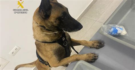 Droga en prisión El agente canino intercepta a un familiar tratando