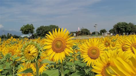 Sunflower Field 2022 സൂര്യകാന്തി പാടംsundarapandiapurambeautiful