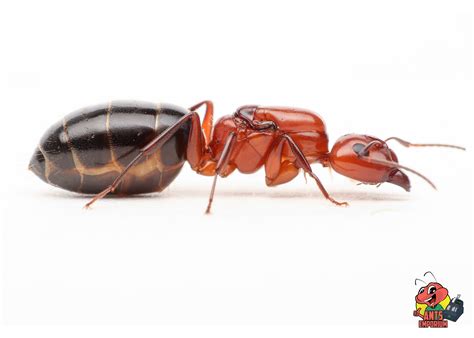 Queen Ants Size