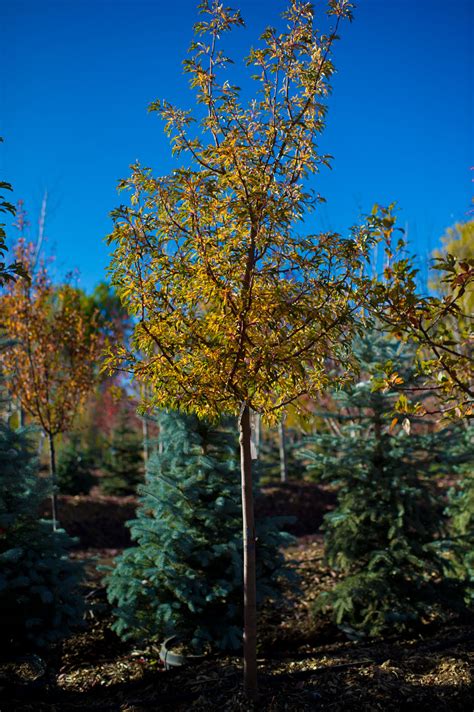 Crabapple Golden Raindrops For Sale In Boulder Colorado