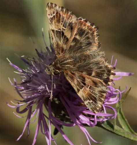 Hespérie de l alcée ou Grisette Carcharodus alcea Flickr