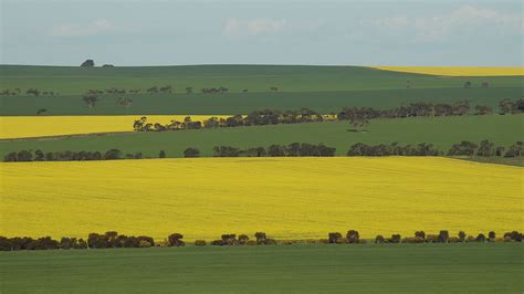 Grdc Invests In Lifting Canola Reliability Groundcover