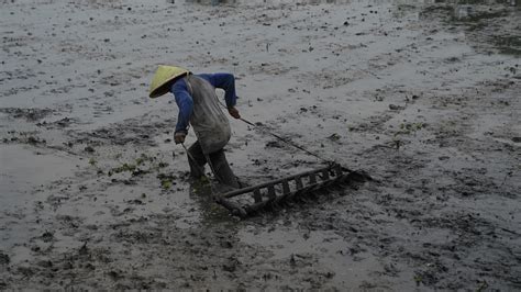 Antisipasi Dampak El Nino Terhadap Ketahanan Pangan Kompas Id