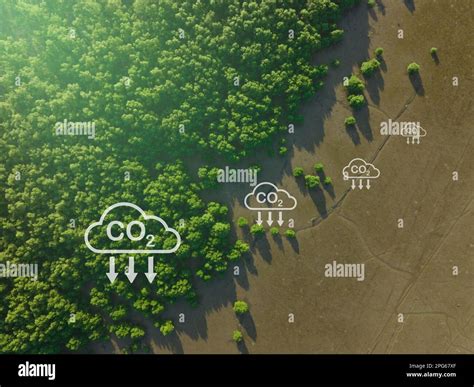 Carbon Capture Concept Natural Carbon Sinks Mangrove Trees Capture