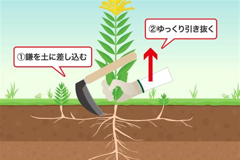 草むしりのコツをつかめ！ひとりでも簡単に効率よく庭をきれいにする方法 草刈り110番