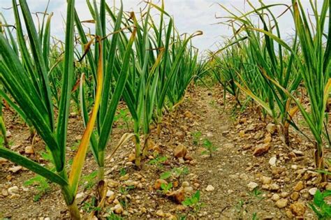 Cultivo De Ajo Tiempos Y Consejos Para Un Cultivo Exitoso