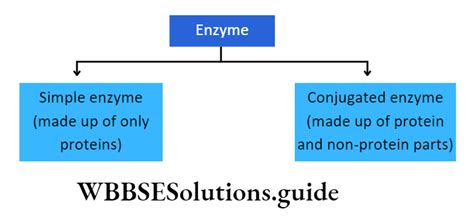 Biomolecules Notes - WBBSE Solutions 
