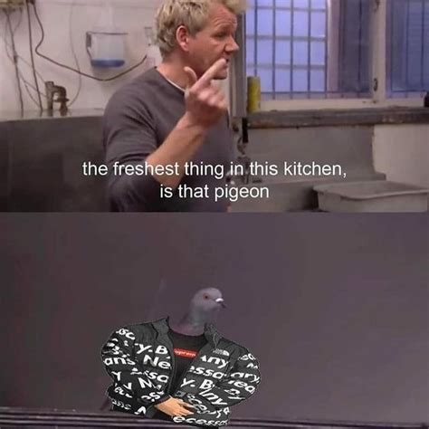 Gordon Ramsay Pigeon Pigeon Funny Pigeon Meme Pigeon