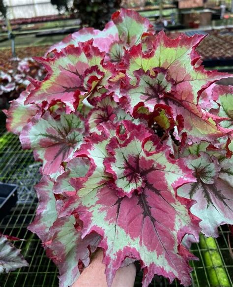 78 Types of Begonia for Beginners (with Pictures)