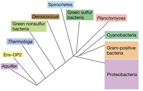 Bakterier Flashcards Quizlet