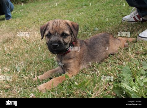 Wheaten terrier puppy hi-res stock photography and images - Alamy