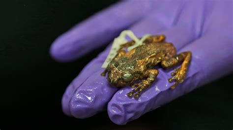 Scientists discover rare tree frogs long thought extinct | CTV News