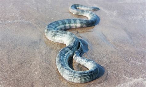 The 8 Most Venomous Sea Snakes In The World - A-Z Animals