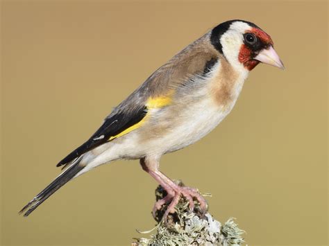 Goldfinch For Sale, 45% OFF | einvoice.fpt.com.vn