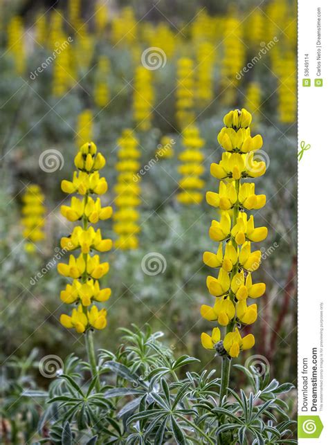 Lupinus Luteus Comunly Known As Annual Yellow Lupin Stock Photo