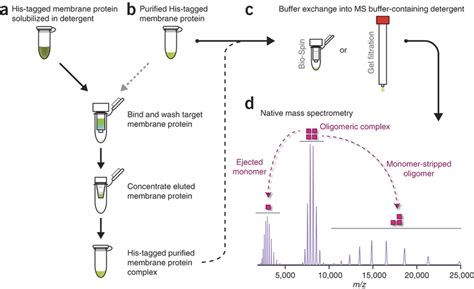 An Overview Of A Typical Membrane Protein Purification And Preparation