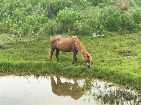 Assateague Island National Seashore In Maryland Virginia I Took These Photos On The Maryland