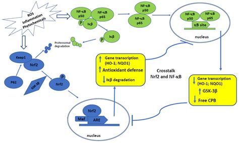 Modulation of Nrf2 and NF κB Signaling Pathways by Naturally Occurring