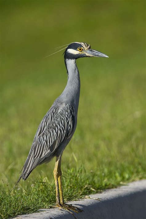 Stalking the yellow-crowned night-heron
