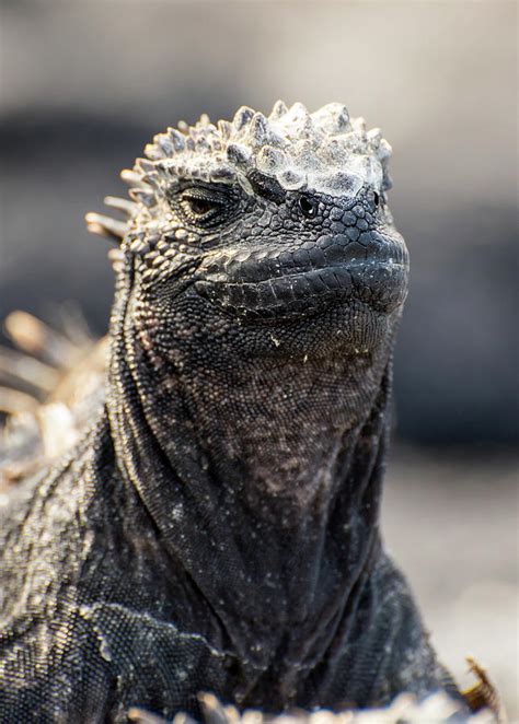 Marine Iguana face Photograph by Bob Jensen - Pixels