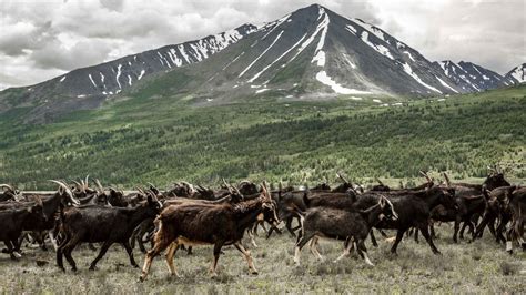 Photos: Inside the lives of Mongolia's nomads | Adventure.com