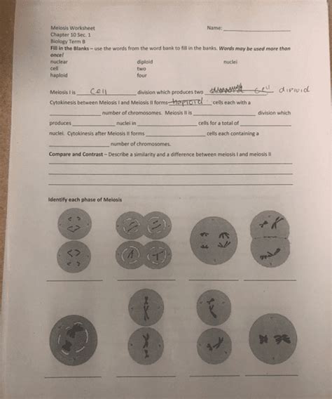 Meiosis Worksheet Answer Key Phases Of Meiosis Fulton County Schools