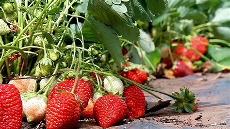 Nosso Campo TV TEM Morango Em Altas Temperatura E Caju No Estado De