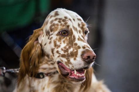 Cómo Adiestrar a un Setter Irlandés Vimar Alfambra