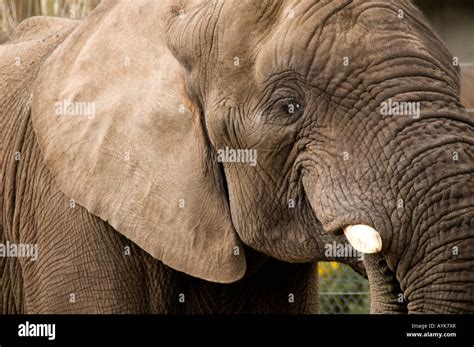 African Elephant At West Midlands Safari Park Bewdley Near