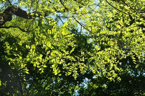 Robinia Caracter Sticas Distribuci N Usos Falsa Acacia Rbol Flores