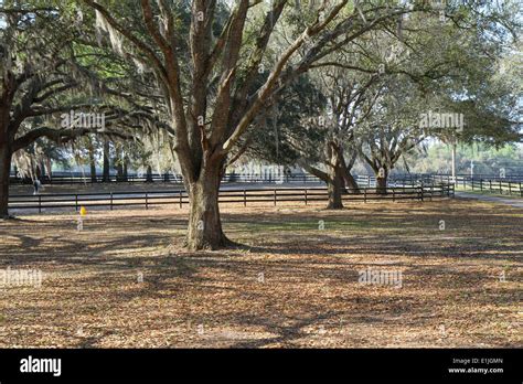 Live Oak Trees in Florida Stock Photo - Alamy