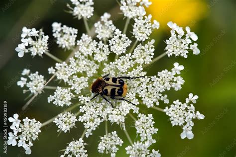 Trichius Fasciatus The Eurasian Bee Beetle Is A Beetle Species