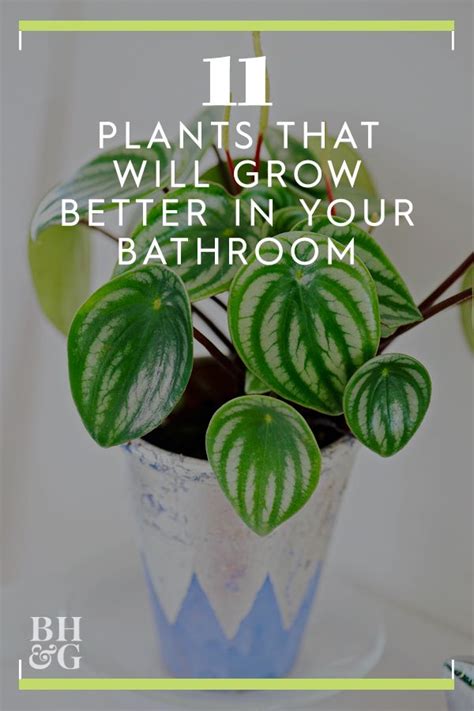 11 high humidity plants that will actually thrive in your bathroom ...