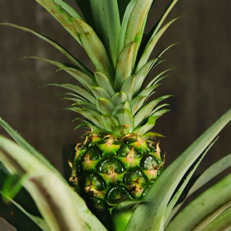 Ананас Чампака купить в Москве