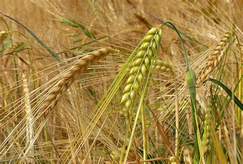 Ячмень обыкновенный: 80+ фото зерна и растения (+ картинки)
