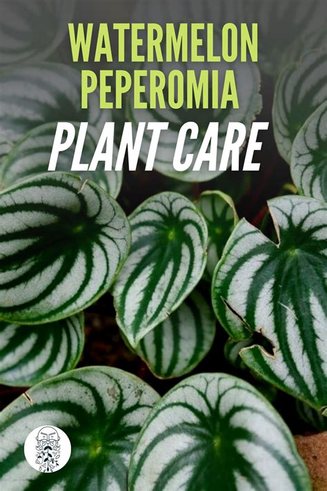 Watermelon Peperomia 1 Vital Care Tip And How To Propagate Artofit