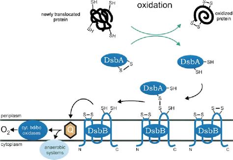 Figure 1 From Electron Avenue Pathways Of Disulfide Bond Formation And